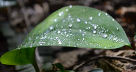 雨に濡れる葉